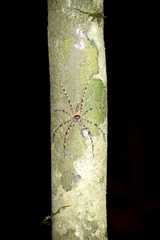 Heteropoda boiei