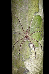 Heteropoda boiei