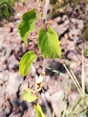 Cissus verticillata