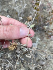 Brickellia nevinii