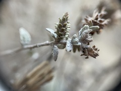 Brickellia nevinii