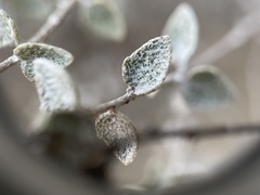 Brickellia nevinii