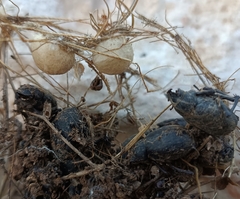 Latrodectus tredecimguttatus