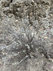 Brickellia nevinii