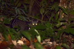 Viverra tangalunga tangalunga