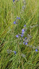 Salvia azurea