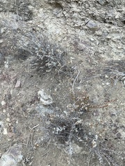 Brickellia nevinii