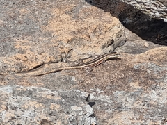Platysaurus lebomboensis