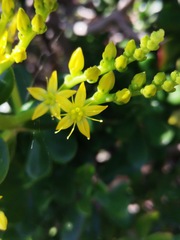 Sedum dendroideum