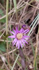 Symphyotrichum pratense