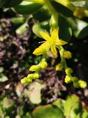 Sedum dendroideum