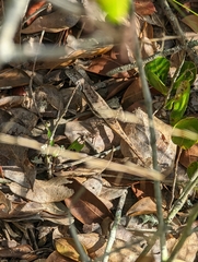 Sceloporus woodi