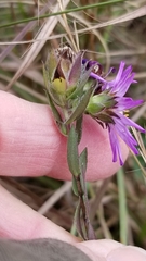 Symphyotrichum pratense