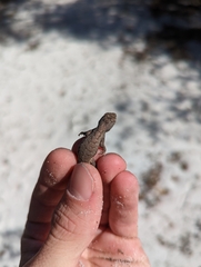 Sceloporus woodi