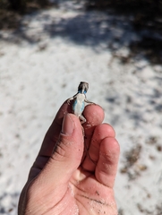 Sceloporus woodi