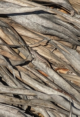 Sceloporus woodi