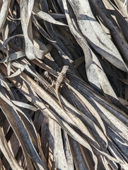 Sceloporus woodi