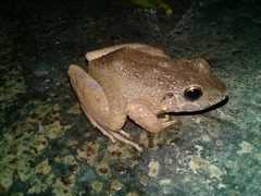 Limnonectes macrodon