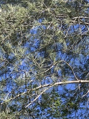 Pinus torreyana