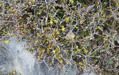Corokia cotoneaster