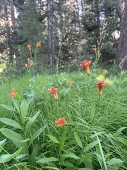 Lilium parvum