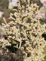 Artemisia douglasiana