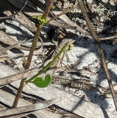Sceloporus woodi