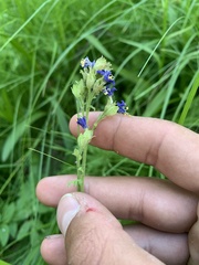 Polemonium occidentale occidentale