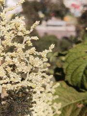 Artemisia douglasiana