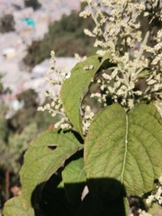 Artemisia douglasiana