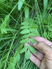Polemonium occidentale occidentale