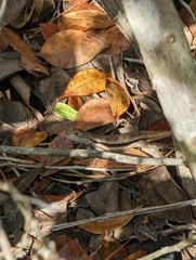 Sceloporus woodi