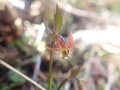Anemonastrum tenuicaule