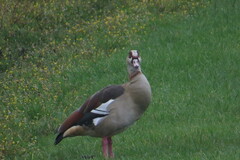 Alopochen aegyptiaca