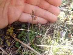 Anemonastrum tenuicaule