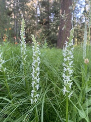 Platanthera dilatata leucostachys