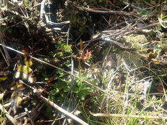 Anemonastrum tenuicaule