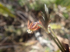 Anemonastrum tenuicaule