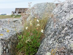 Sibbaldiopsis tridentata