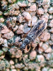 Paraparomius leptopoides