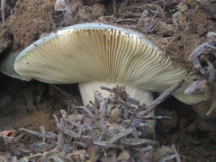 Russula redolens