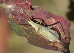 Oecanthus argentinus