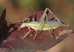 Oecanthus argentinus