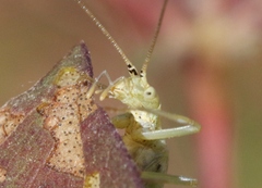 Oecanthus argentinus