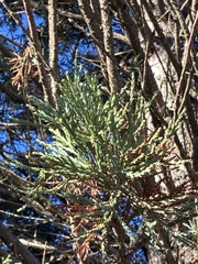 Sequoiadendron