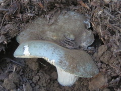 Russula redolens