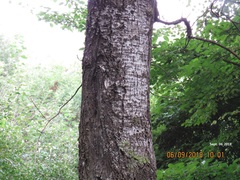 Populus tomentiglandulosa