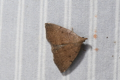 Zanclognatha protumnusalis