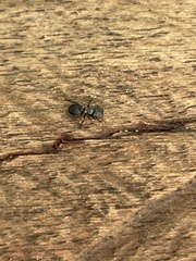 Cephalotes