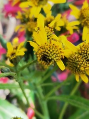 Verbesina virgata